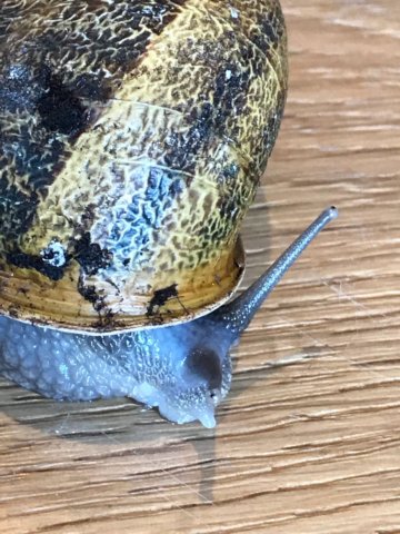 img20180616wa0066.jpg