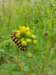 img20220626wa0074_small.jpg