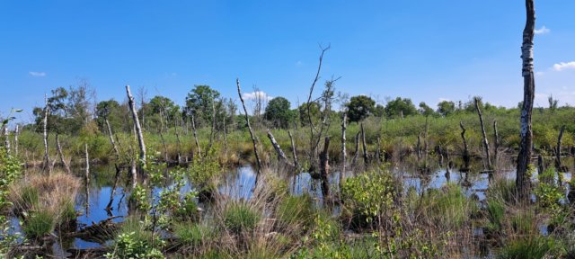 wandelingdoordenatuur9.jpg